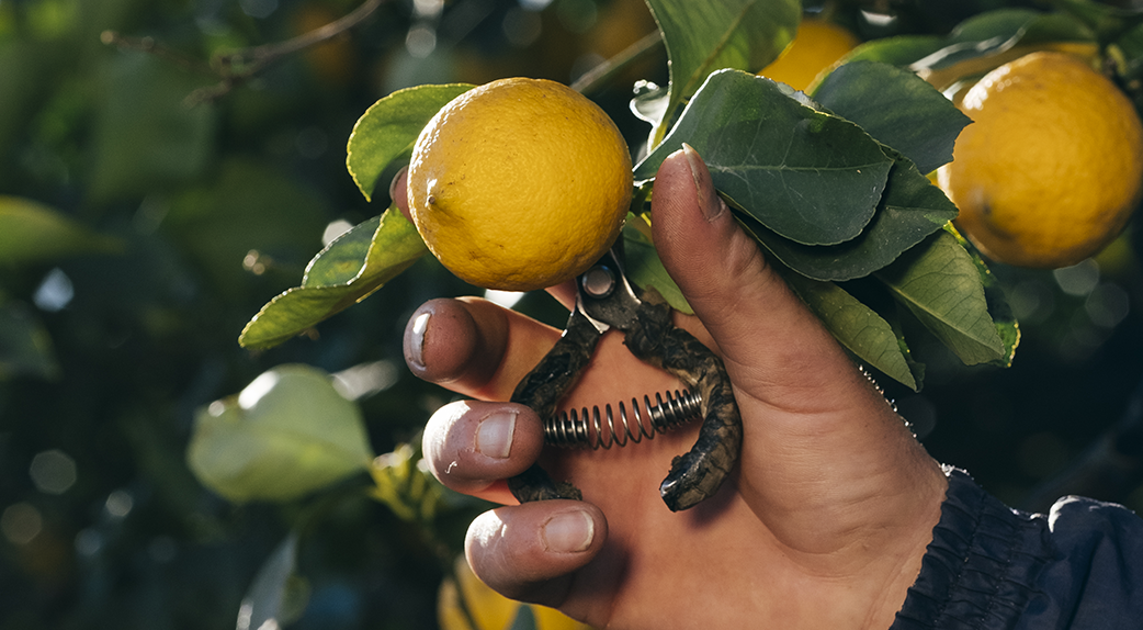 Thé au citron